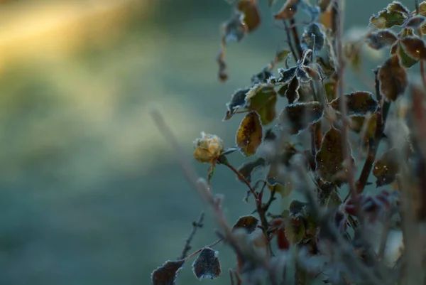 Blommor Täckta Med Frost Trädgården Morgonen Hösten — Stockfoto