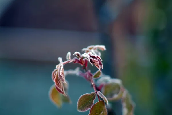 Bloemen Bedekt Met Vorst Tuin Ochtend Herfst — Stockfoto