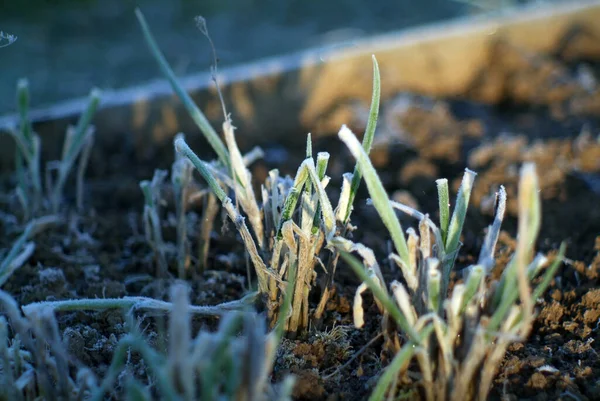 Onions Bed Covered Frost Morning — Stock Photo, Image