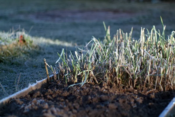 Lök Sängen Täckt Med Frost Morgonen — Stockfoto