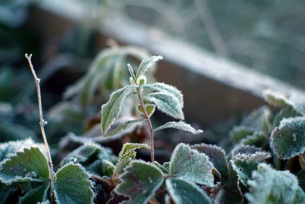 Strawberry Leaves Covered Frost Autumn — Stock Photo, Image