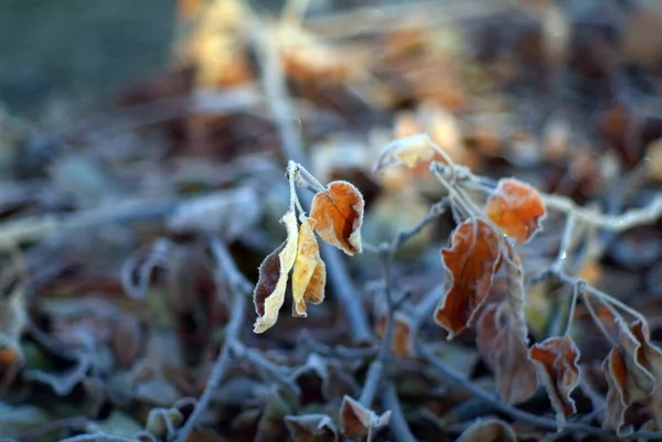 Apfelblätter Mit Frost Bedeckt Frühen Morgen — Stockfoto