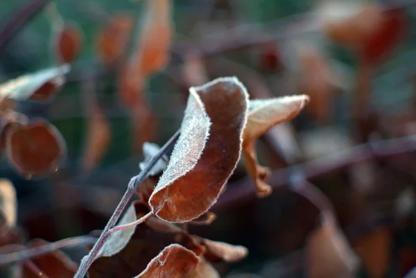Яблочные Листья Покрытые Морозом Ранним Утром — стоковое фото