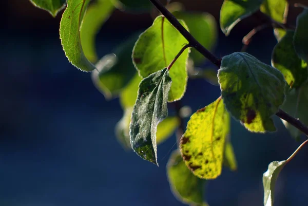 Elma Yaprakları Sabahın Erken Saatlerinde Donla Kaplıdır — Stok fotoğraf