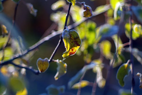 Appelbladeren Bedekt Met Vorst Vroeg Ochtend — Stockfoto