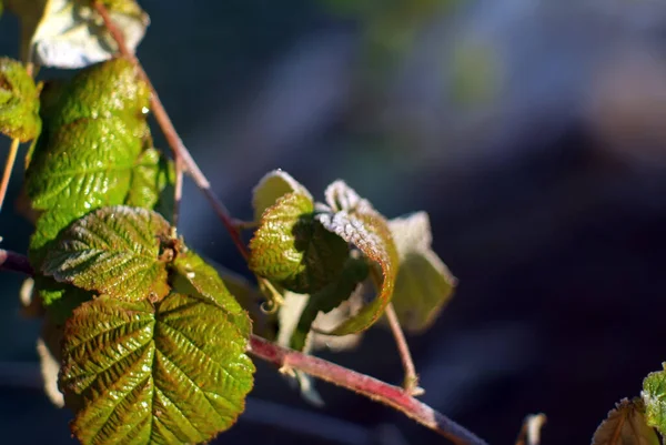 Листья Малины Покрыты Морозом Ранним Утром — стоковое фото