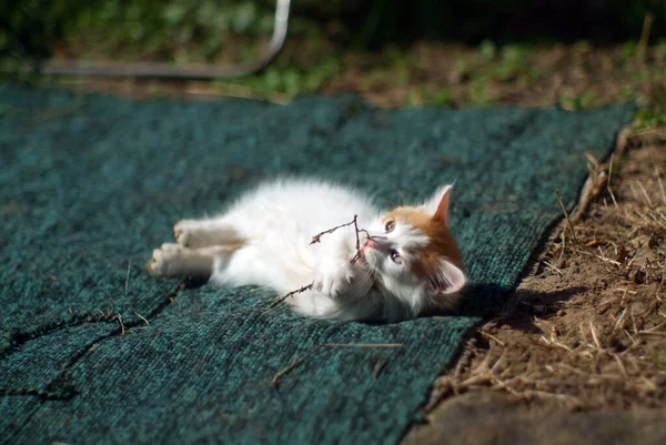 小さなふわふわの子猫が地面や村に横たわっています — ストック写真