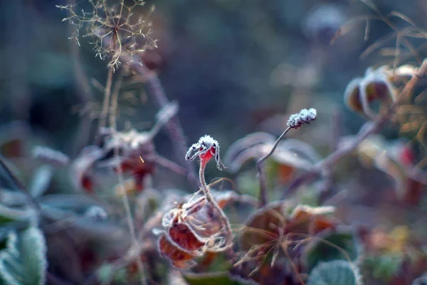 Hagebuttenstrauch Ist Herbst Mit Frost Bedeckt — Stockfoto