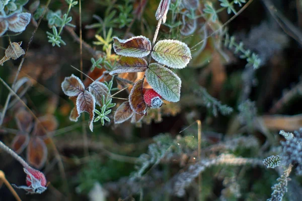 Rozenbottel Bush Bedekt Met Vorst Herfst — Stockfoto