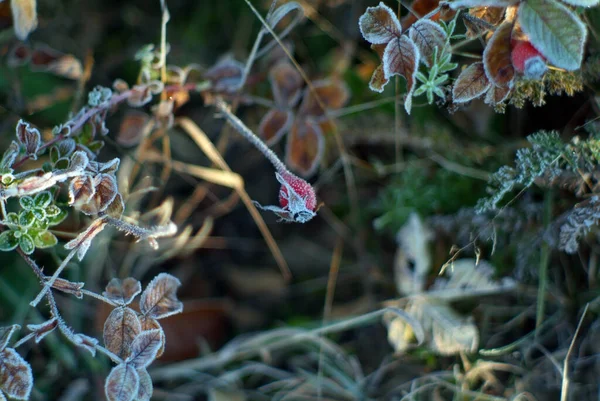 Rosehip Arbusto Está Cubierto Heladas Otoño —  Fotos de Stock