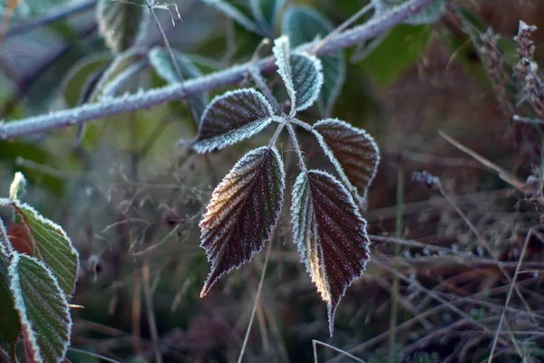 Brombeerstrauch Mit Frost Bedeckt Herbst — Stockfoto