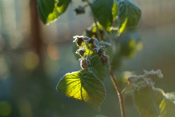 Frambozenbladeren Bedekt Met Vorst Vroeg Ochtend — Stockfoto