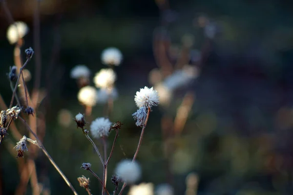 Kwiaty Pokryte Mrozem Ogrodzie Rano Jesień — Zdjęcie stockowe