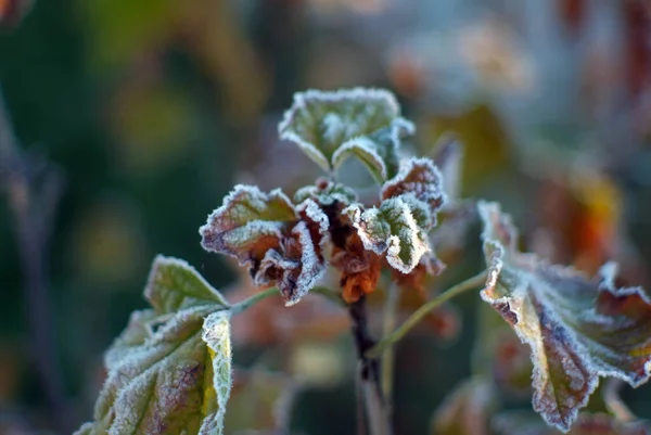 Bessenstruik Bedekt Met Vorst Herfst — Stockfoto