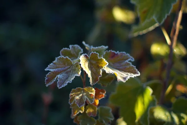 Bessenstruik Bedekt Met Vorst Herfst — Stockfoto