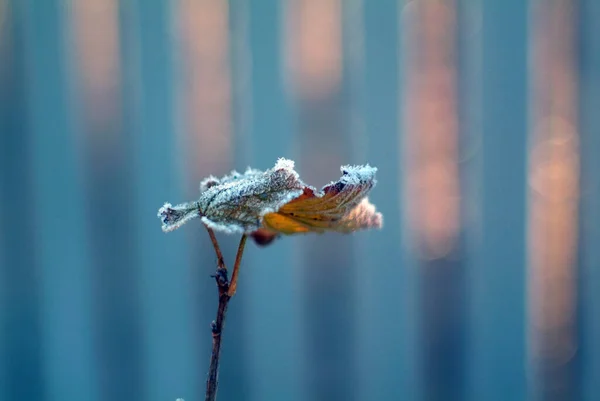 Sonbaharda Kuşüzümü Çalısı Buzla Kaplanır — Stok fotoğraf