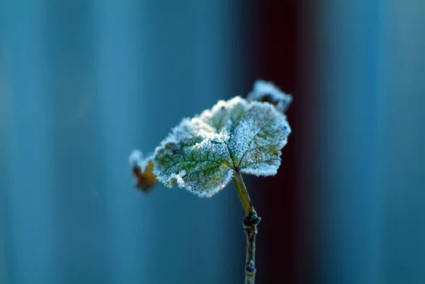 秋に霜で覆われたスグリの茂みは — ストック写真