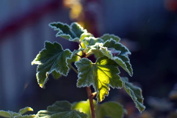 Bessenstruik Bedekt Met Vorst Herfst — Stockfoto