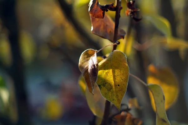 Folhas Maçã Árvore Coberta Geada Outono — Fotografia de Stock