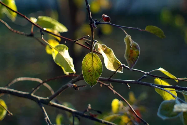 Sonbaharda Donla Kaplı Ağaçtaki Elma Yaprakları — Stok fotoğraf
