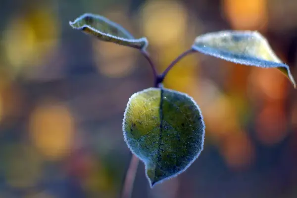 Appelbladeren Boom Bedekt Met Vorst Herfst — Stockfoto