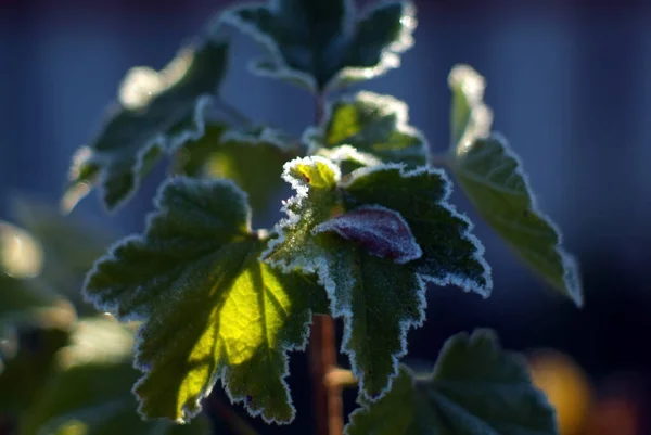 Buisson Groseilles Recouvert Givre Automne Photo De Stock