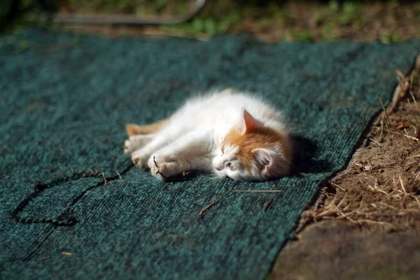 Küçük Tüylü Bir Kedi Yavrusu Yerde Bir Köyde Yatıyor — Stok fotoğraf