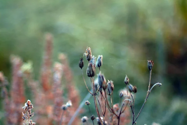秋の朝庭の霜で覆われた花は — ストック写真