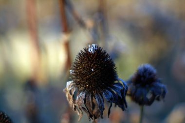 Sonbaharda, sabah bahçede karla kaplı çiçekler.