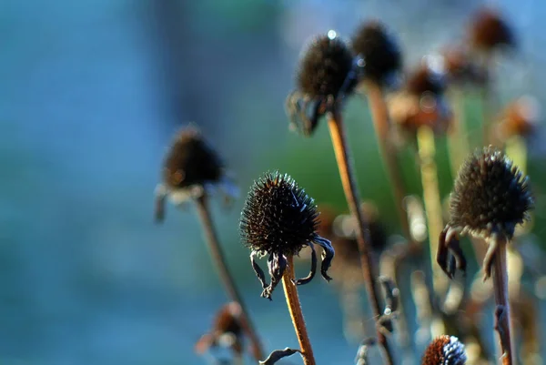 Kwiaty Pokryte Mrozem Ogrodzie Rano Jesień — Zdjęcie stockowe