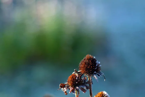 Blommor Täckta Med Frost Trädgården Morgonen Hösten — Stockfoto