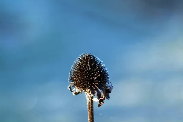 Blumen Mit Frost Bedeckt Garten Morgen Herbst — Stockfoto