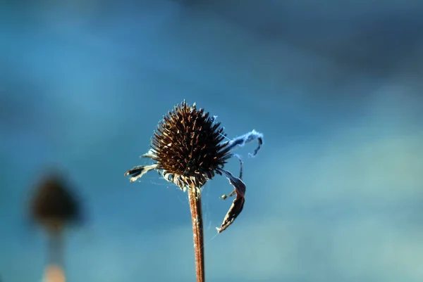 Blumen Mit Frost Bedeckt Garten Morgen Herbst — Stockfoto