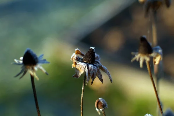 Fleurs Couvertes Gel Dans Jardin Matin Automne — Photo