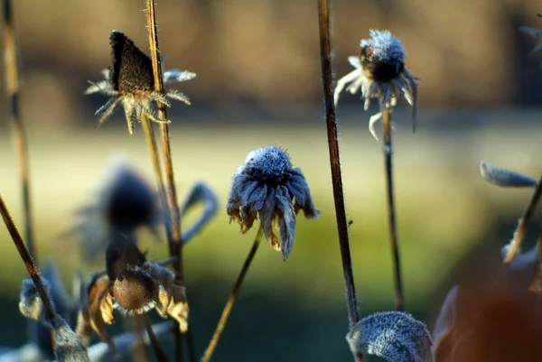 Virágok Borított Fagy Kertben Reggel Ősszel — Stock Fotó