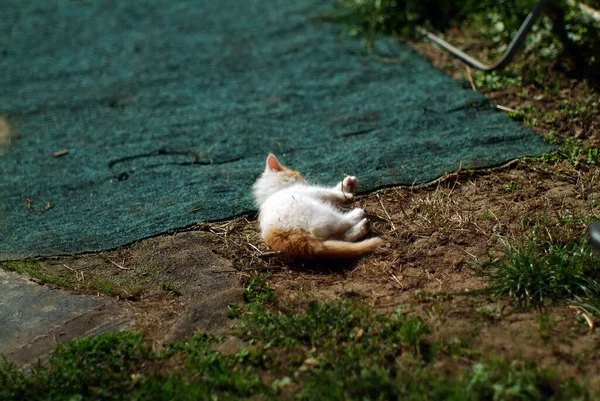 Een Klein Pluizig Katje Ligt Grond Een Dorpje — Stockfoto