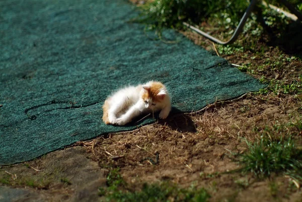小さなふわふわの子猫が地面や村に横たわっています — ストック写真