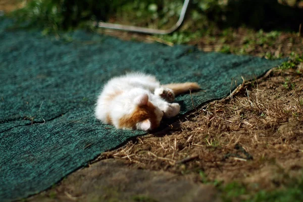 Liten Fluffig Kattunge Ligger Marken — Stockfoto