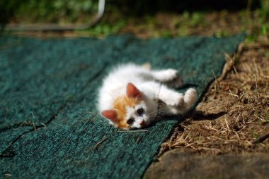 Küçük tüylü bir kedi yavrusu yerde, bir köyde yatıyor.