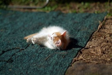 Küçük tüylü bir kedi yavrusu yerde, bir köyde yatıyor.