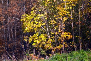 Sonbaharda ormanda sarı yaprakları olan genç akçaağaç.