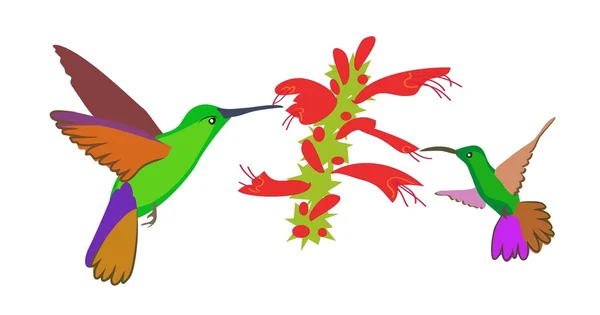 Dos colibríes sobre una flor — Vector de stock