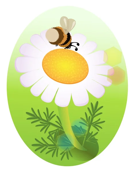 Bumblebee and a camomile — Stock Vector