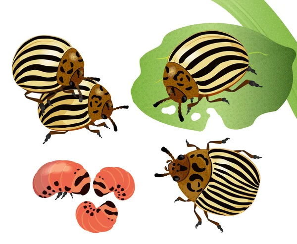 Um conjunto de vários insetos colorado — Vetor de Stock