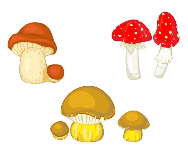 Paddestoelen en paddenstoel — Stockvector