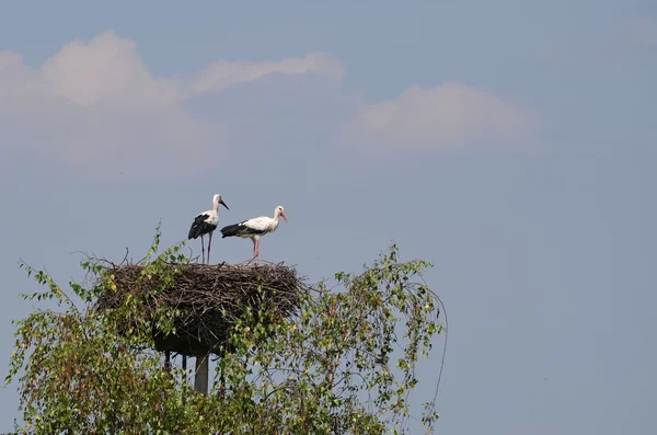Bird white stork — Stock Photo, Image
