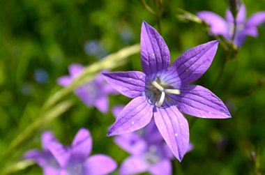 çan çiçeği çiçek