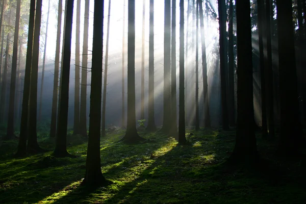 Rayons lumineux dans la forêt Images De Stock Libres De Droits