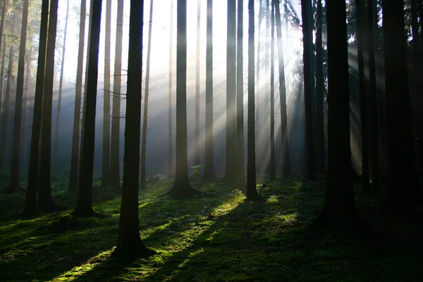 Rayos de luz en el bosque Imágenes de stock libres de derechos