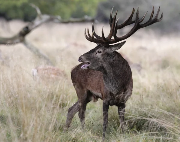 Cerf rouge — Photo